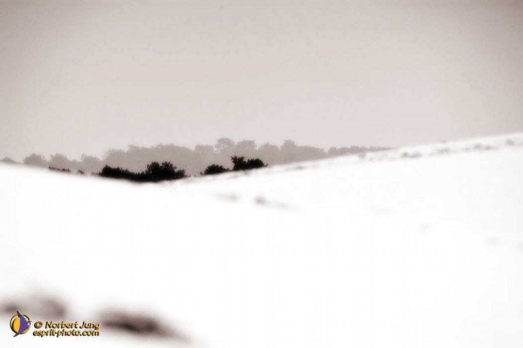 Nom de l'image : D1112165-nef-01sep_(c)Norbert-JUNG — Description :